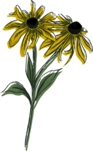 colorful drawing of black-eyed susan