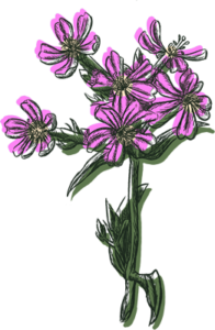 colorful drawing of catchfly