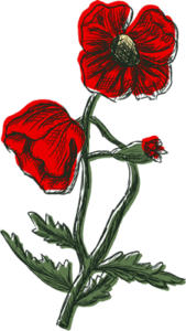 colorful drawing of corn poppy