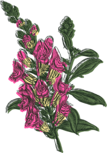 colorful drawing of spurred snapdragon