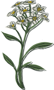 colorful drawing of sweet alyssum